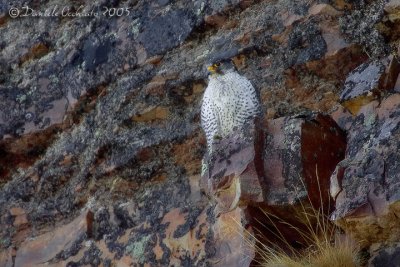 Gyrfalcon (Falco rusticolus)