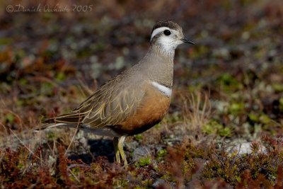 Dotterel (Eudromia morinellus)