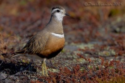 Dotterel (Eudromia morinellus)
