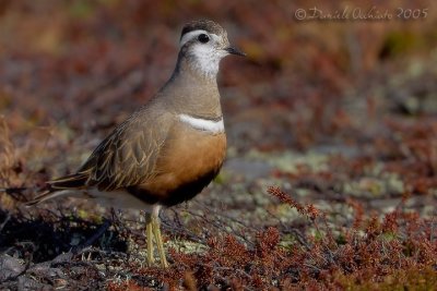 Dotterel (Eudromia morinellus)