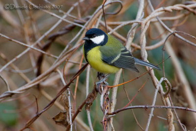 Great Tit (Parus major)