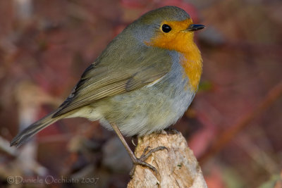 European Robin (Erithacus rubecula)