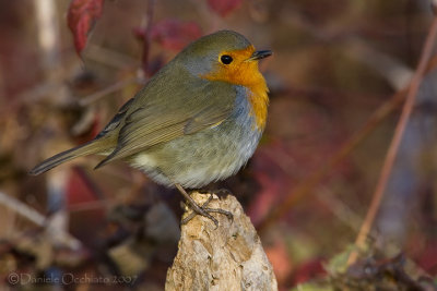 European Robin (Erithacus rubecula)