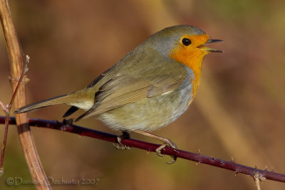 European Robin (Erithacus rubecula)