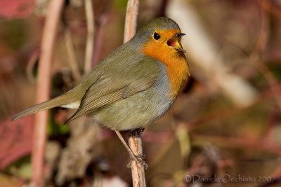 European Robin (Erithacus rubecula)