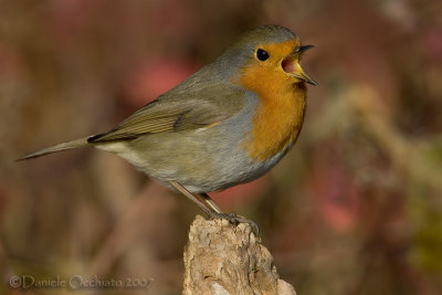 European Robin (Erithacus rubecula)