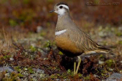 Dotterel (Eudromia morinellus)