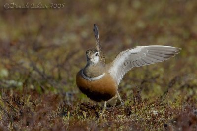 Dotterel (Eudromia morinellus)