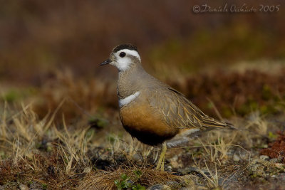 Dotterel (Eudromia morinellus)