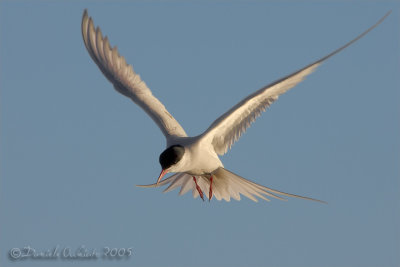 Arctic Tern (Sterna paradisea)