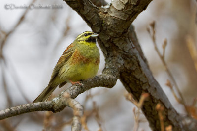 Cirl Bunting (Emberiza cirlus)