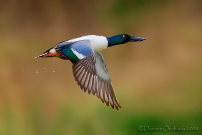 Northern Shoveler (Anas clypeata)