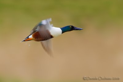 Northern Shoveler (Anas clypeata)