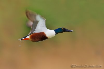 Northern Shoveler (Anas clypeata)