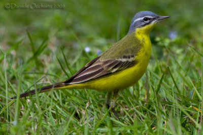 Blue-headed Yellow Wagtail (Motacilla flava flava)