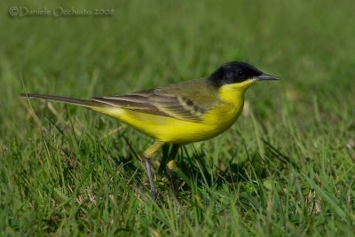 Black-headed Yellow Wagtail (Motacilla flava ssp feldegg)