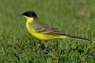 Black-headed Yellow Wagtail (Motacilla flava ssp feldegg)