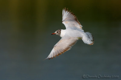 Common Black-headed Gull (Chroicocephalus ridibundus)