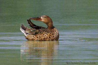 Northern Shoveler (Anas clypeata)