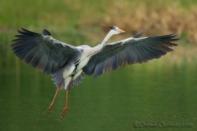 Grey Heron (Ardea cinerea)