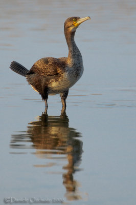 Great Cormorant (Phalacrocorax carbo sinensis)