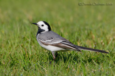 White Wagtail (Motacilla alba)