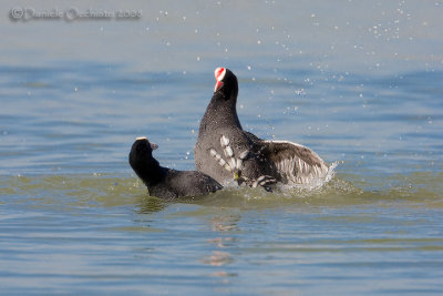 Eurasian Coot (Fulica atra)