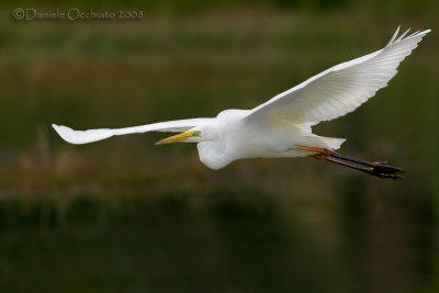 Great White Egret (Casmerodius albus)