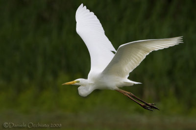 Great White Egret (Casmerodius albus)