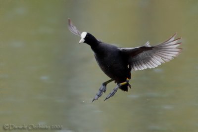 Eurasian Coot (Fulica atra)