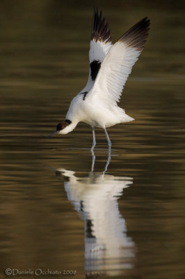 Avocet (Recurvirostra avosetta)