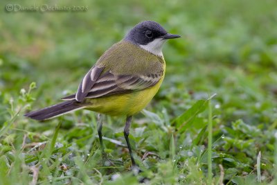 Ashy-headed Yellow Wagtail (Motacilla flava ssp cinereocapilla)