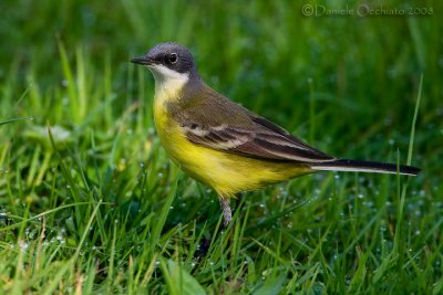 Ashy-headed Yellow Wagtail (Motacilla flava ssp cinereocapilla)