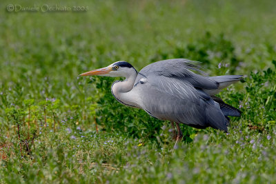 Grey Heron (Ardea cinerea)