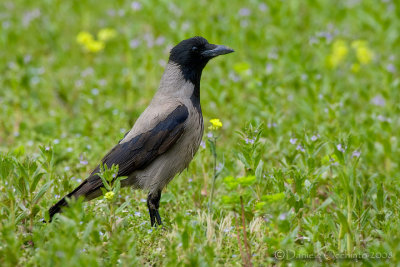 Hooded Crow (Corvus cornix)