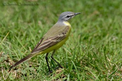 Yellow Wagtail (Motacilla flava probable ssp beema?)