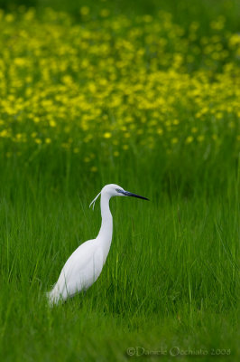 Little Egret (Egretta garzetta)