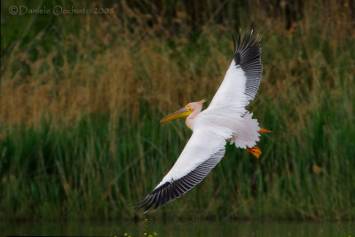 White Pelican (Pelecanus onocrotalus)