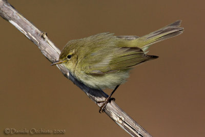 Chiffchaff (Phylloscopus collybita)