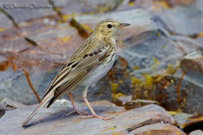 Tree Pipit (Anthus trivialis)