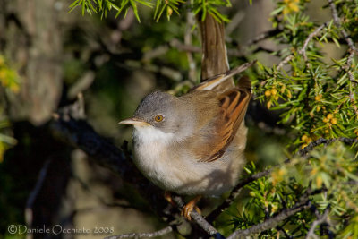 Common Whitethroat (Sylvia communis)