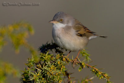 Common Whitethroat (Sylvia communis)