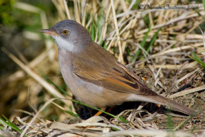 Common Whitethroat (Sylvia communis)