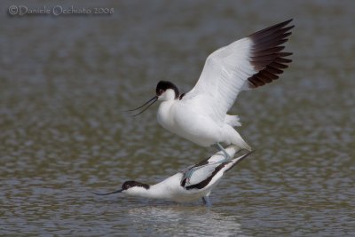 Avocet (Recurvirostra avosetta)