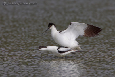 Avocet (Recurvirostra avosetta)