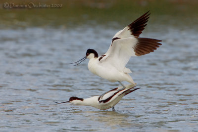 Avocet (Recurvirostra avosetta)