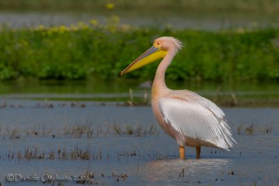 White Pelican (Pelecanus onocrotalus)