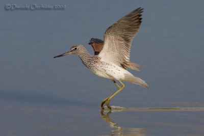 Greenshank (Tringa nebularia)