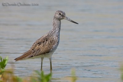 Greenshank (Tringa nebularia)