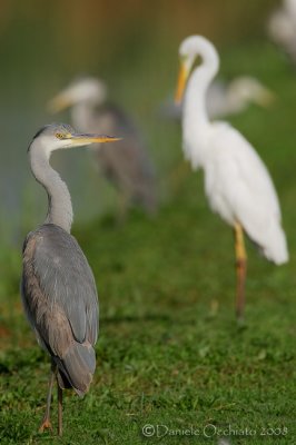 Grey Heron (Ardea cinerea)